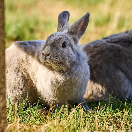Hotel Hesselgaard Glamping Dalby Exteriér fotografie