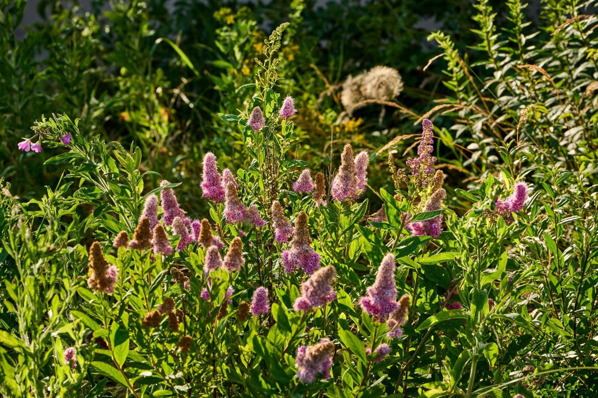 Hotel Hesselgaard Glamping Dalby Exteriér fotografie